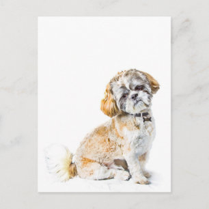 Shih Tzu Hund vykort