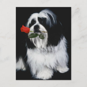 Shih Tzu-Hund Vykort