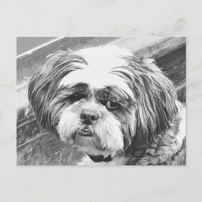 SHIH TZU HUND VYKORT (Framsida)