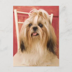 Shih-tzu hund vykort
