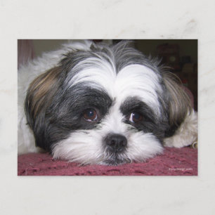 Shih Tzu Hund Vykort