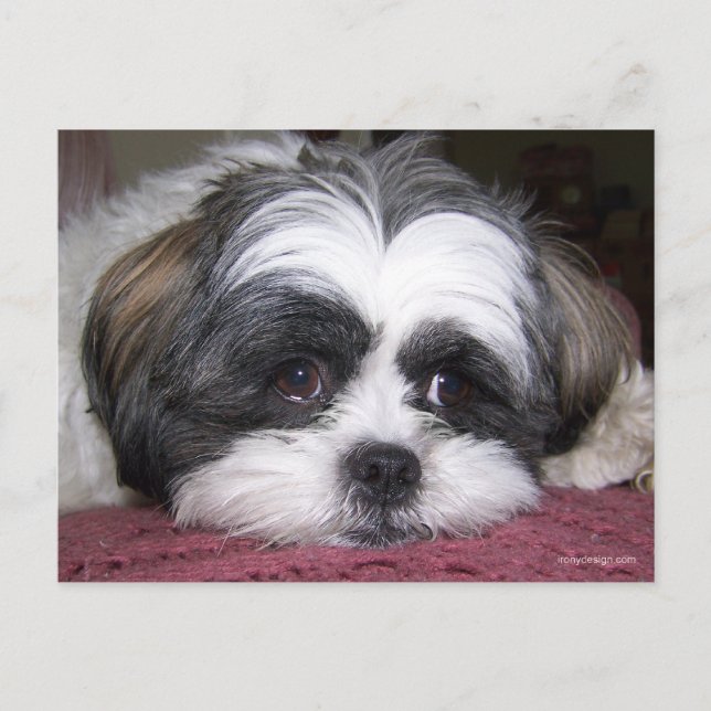 Shih Tzu Hund Vykort (Framsida)