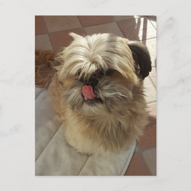 Shih Tzu-hund vyvyvykort Vykort (Framsida)