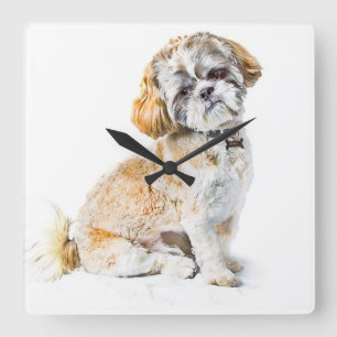 Shih Tzu Hund Wall Clock Fyrkantig Klocka