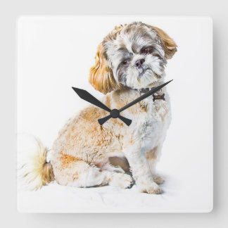 Shih Tzu Hund Wall Clock Fyrkantig Klocka