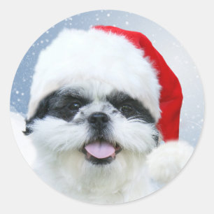 Shih Tzu i Santa hat Runt Klistermärke