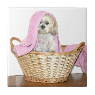 Shih Tzu i tvättkorg Kakelplatta
