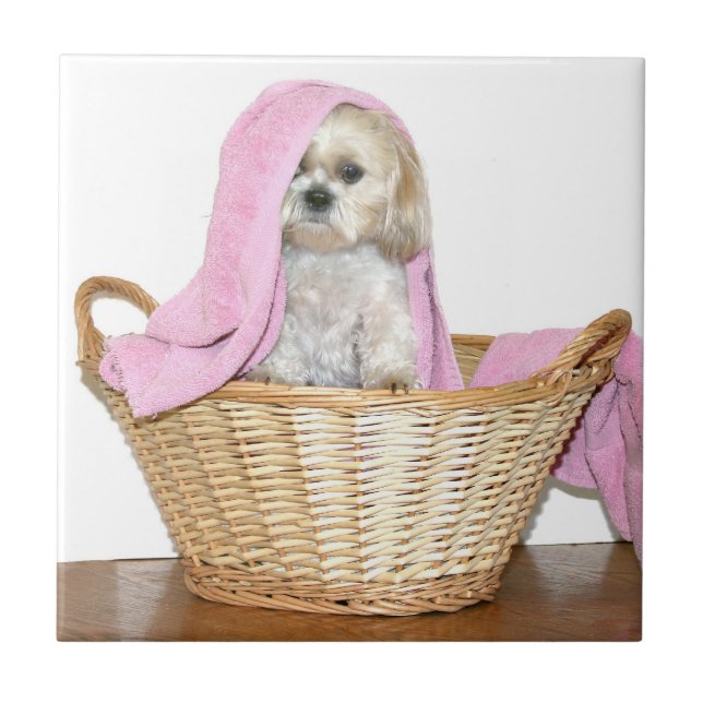 Shih Tzu i tvättkorg Kakelplatta (Framsidan)