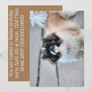 Shih Tzu Inbjudningar