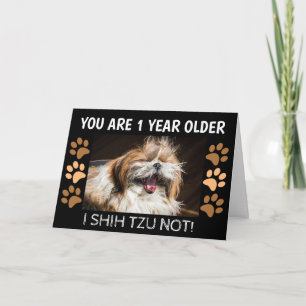 Shih tzu, inte rolig födelsedag 1 år äldre Hälsnin Kort
