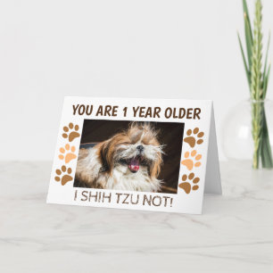 Shih tzu inte rolig födelsedag 1 år äldre Hälsning Kort