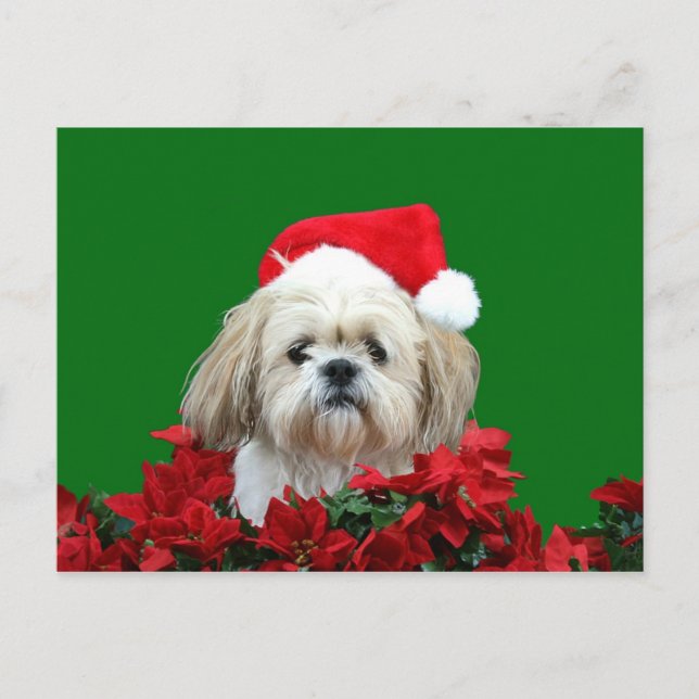 Shih Tzu jul Helg Vykort (Framsida)