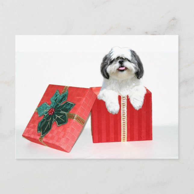 Shih Tzu julklapp Helg Vykort (Framsida)