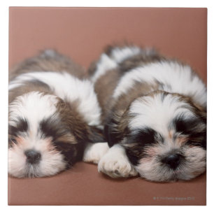 Shih Tzu Kakelplatta