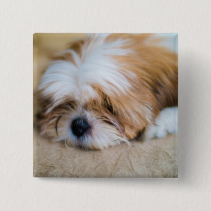 Shih Tzu Knapp