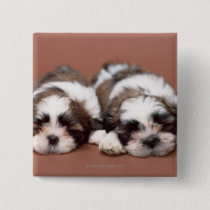 Shih Tzu Knapp