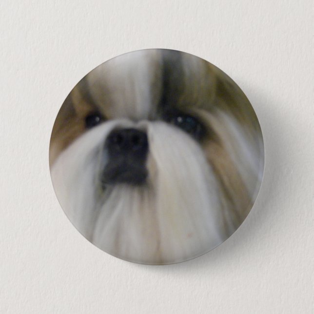Shih Tzu Knapp (Framsida)