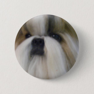 Shih Tzu Knapp