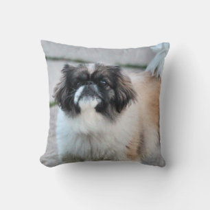Shih Tzu Kudde
