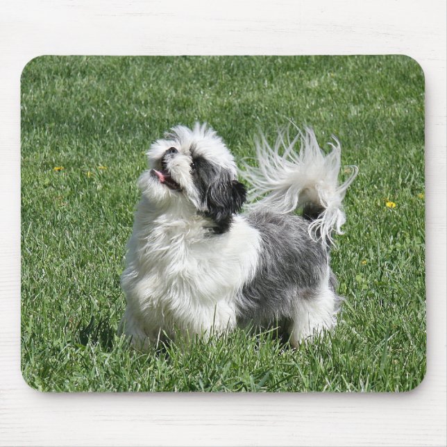 shih tzu-lek musmatta (Framsidan)