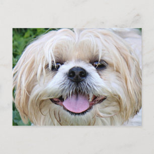 Shih Tzu Lycklig Ansikte! Vykort