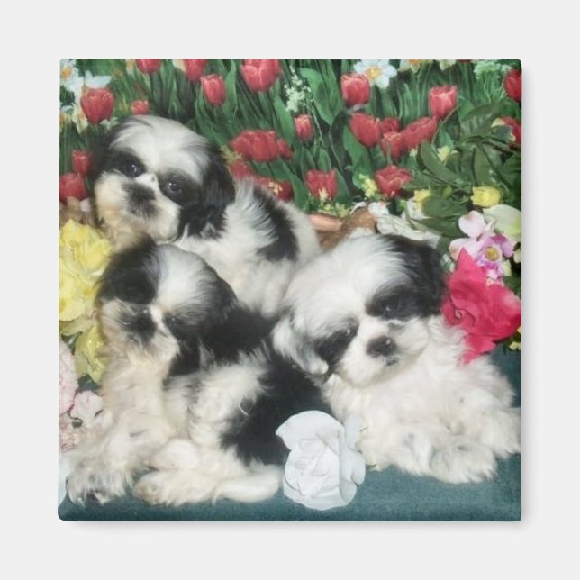 Shih Tzu Magnet (Framsidan)