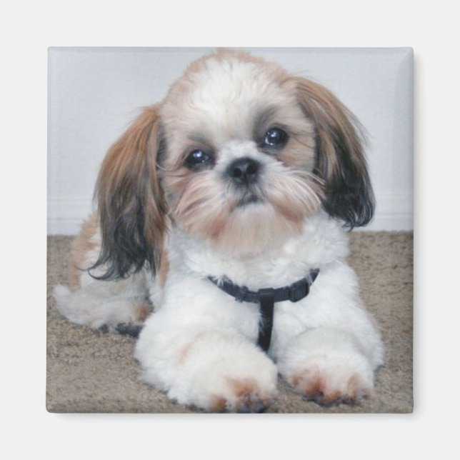Shih Tzu Magnet (Framsidan)