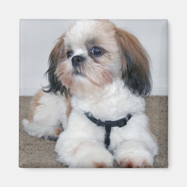 Shih Tzu Magnet (Framsidan)