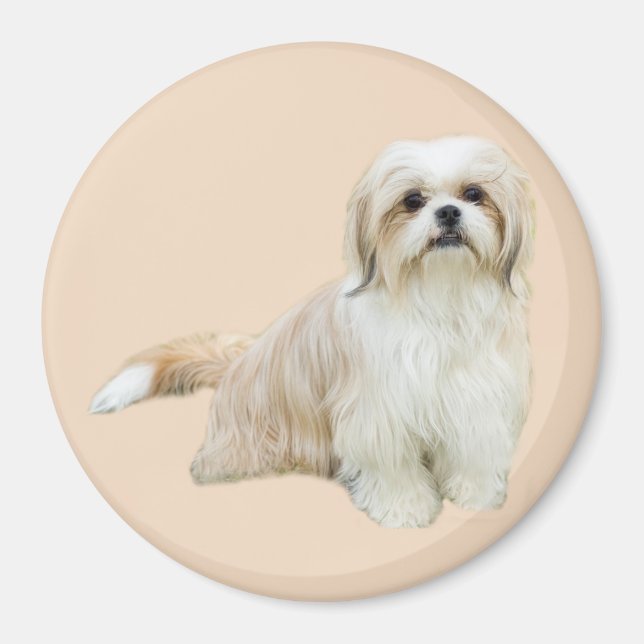 Shih Tzu Magnet (Framsidan)
