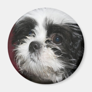Shih Tzu magnet