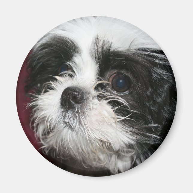 Shih Tzu Magnet (Framsidan)