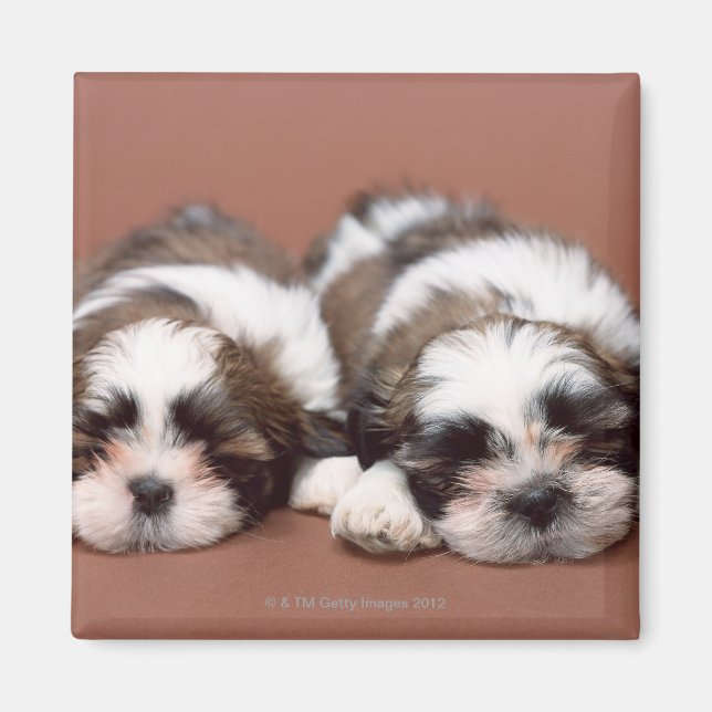 Shih Tzu Magnet (Framsidan)
