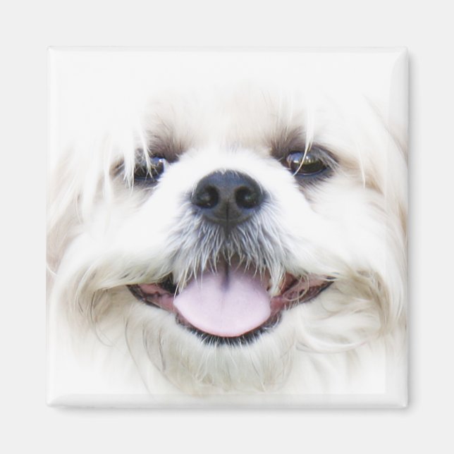 shih tzu magnet (Framsidan)