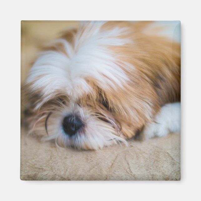 Shih Tzu Magnet (Framsidan)