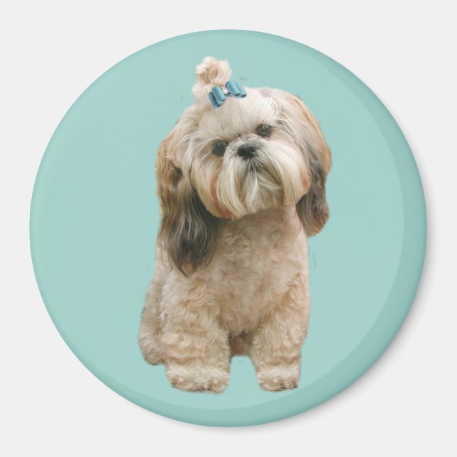 Shih Tzu Magnet (Framsidan)