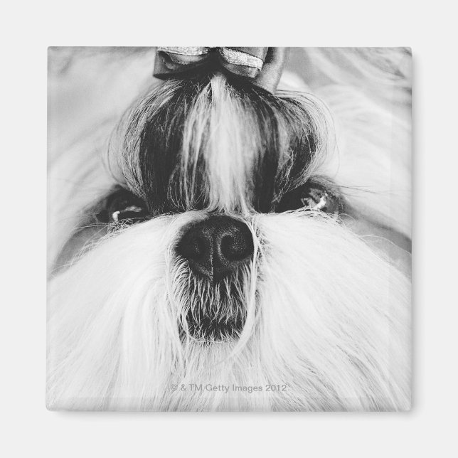 Shih Tzu Magnet (Framsidan)