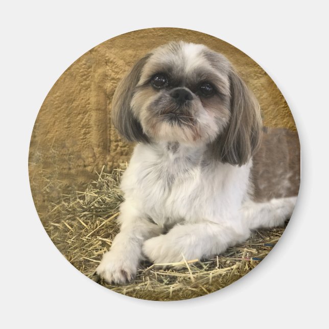 Shih Tzu Magnet 2 (Framsidan)