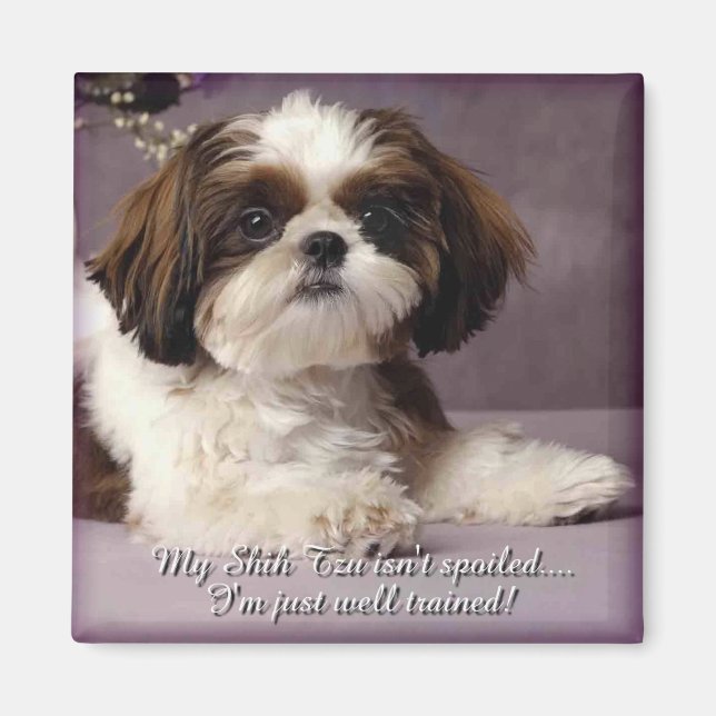 Shih-Tzu Magnet 2 (Framsidan)