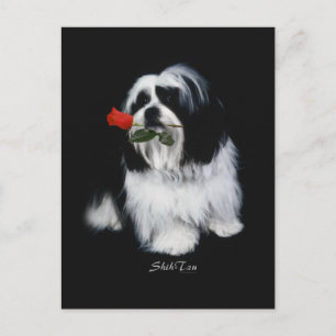 Shih Tzu med Ro Vykort