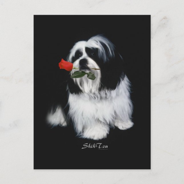 Shih Tzu med Ro Vykort (Framsida)