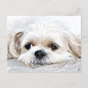 Shih Tzu miss dig vykort