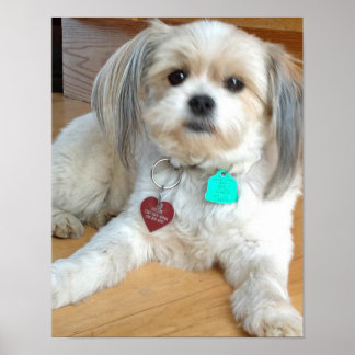 Shih Tzu-mixen Namngiven Liz Poster