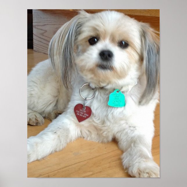 Shih Tzu-mixen Namngiven Liz Poster (Framsidan)