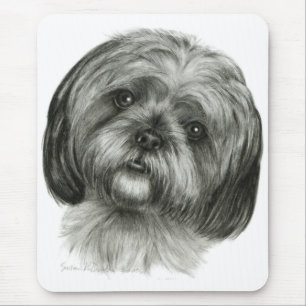 Shih Tzu Musmatta
