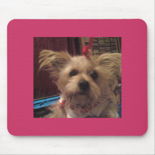 Shih Tzu Musmatta