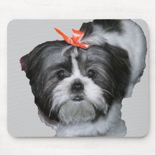 shih tzu musmatta