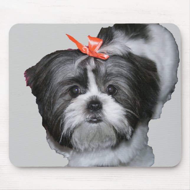 shih tzu musmatta (Framsidan)