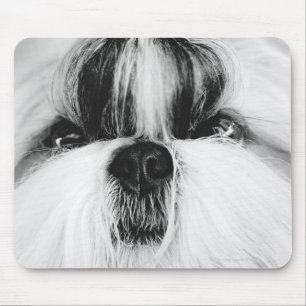 Shih Tzu Musmatta