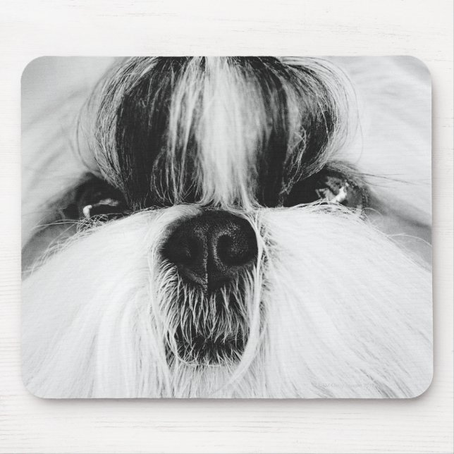 Shih Tzu Musmatta (Framsidan)