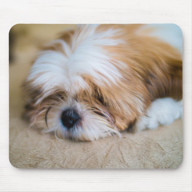 Shih Tzu Musmatta (Framsidan)